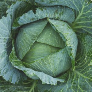Fresh Organic Cabbage – Crisp & Healthy Green Vegetable