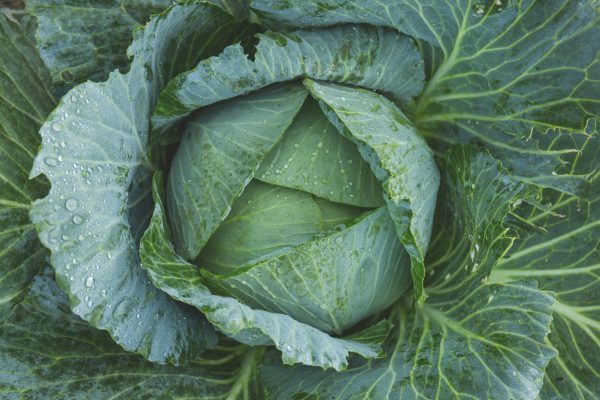Fresh Organic Cabbage – Crisp & Healthy Green Vegetable