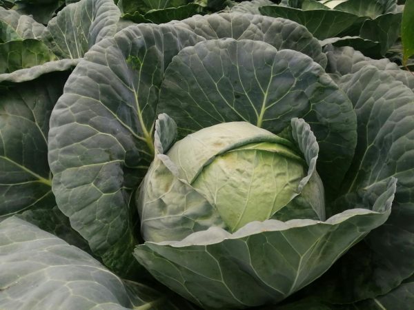 Fresh Organic Cabbage – Crisp & Healthy Green Vegetable - Image 3