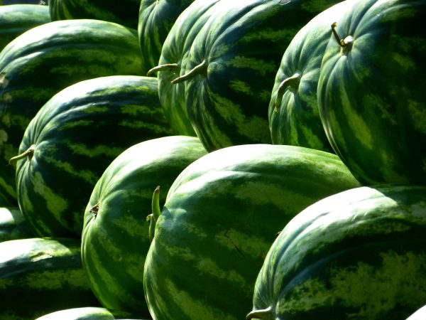 Fresh Juicy Watermelon – Sweet, Seeded & Farm Fresh - Image 4
