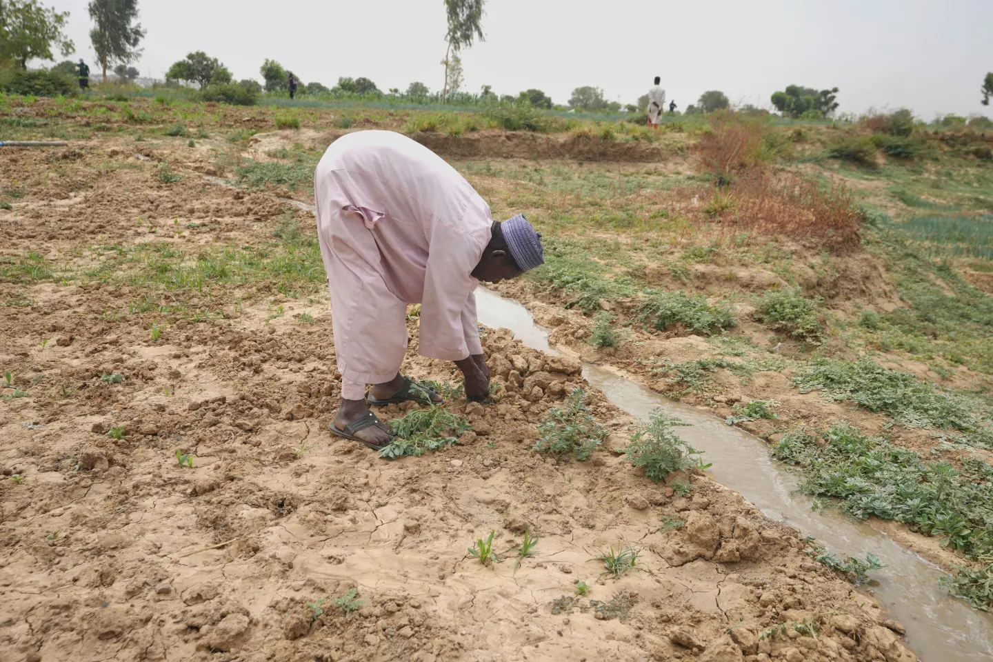 Climate Change Threatens Nigeria’s Agriculture as Farmers Struggle with Drying Rivers and Low Yields.
