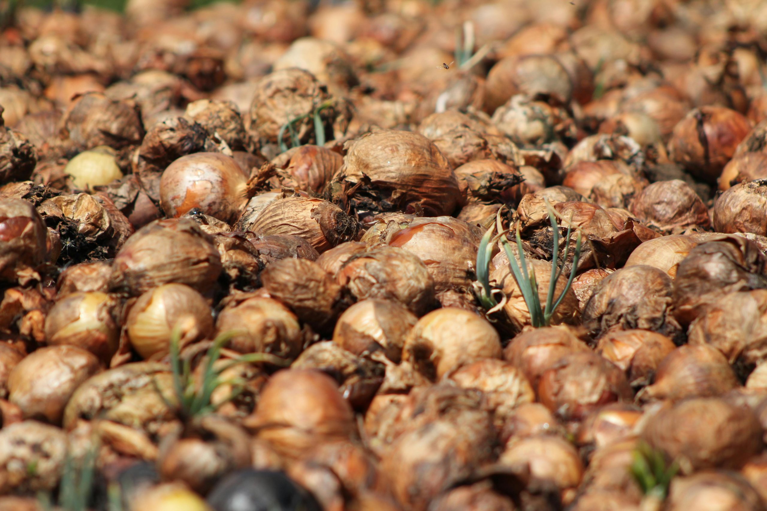 Senegal Opens Onion Imports to Stabilize Market Despite Record 2025 Harvest.